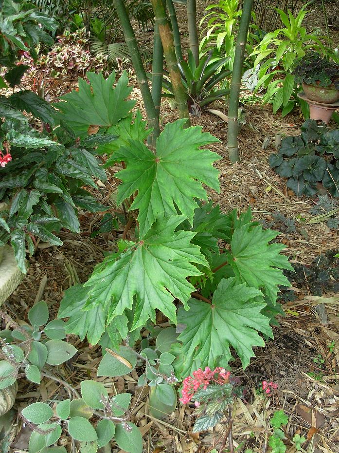 B. ‘Virginia Jens’
